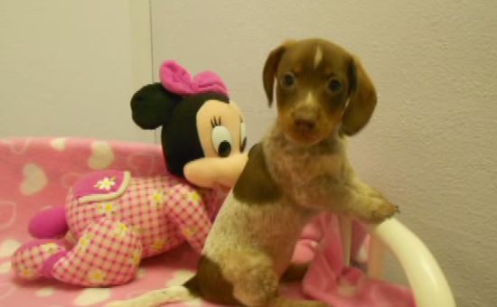 Happy sales tails dachshunds