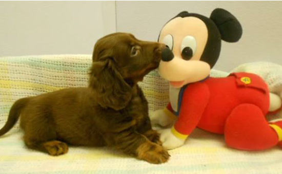 Happy sales tails dachshunds